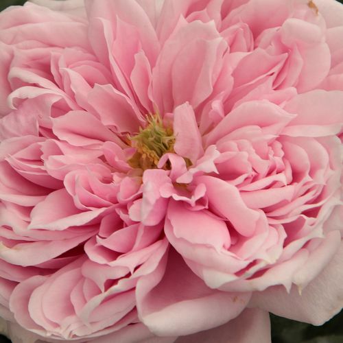 Online rózsa kertészet - nosztalgia rózsa - rózsaszín - Rosa Schöne Maid® - intenzív illatú rózsa - Hans Jürgen Evers - Korai virágzású, különlegesen illatos nosztalgia rózsa.